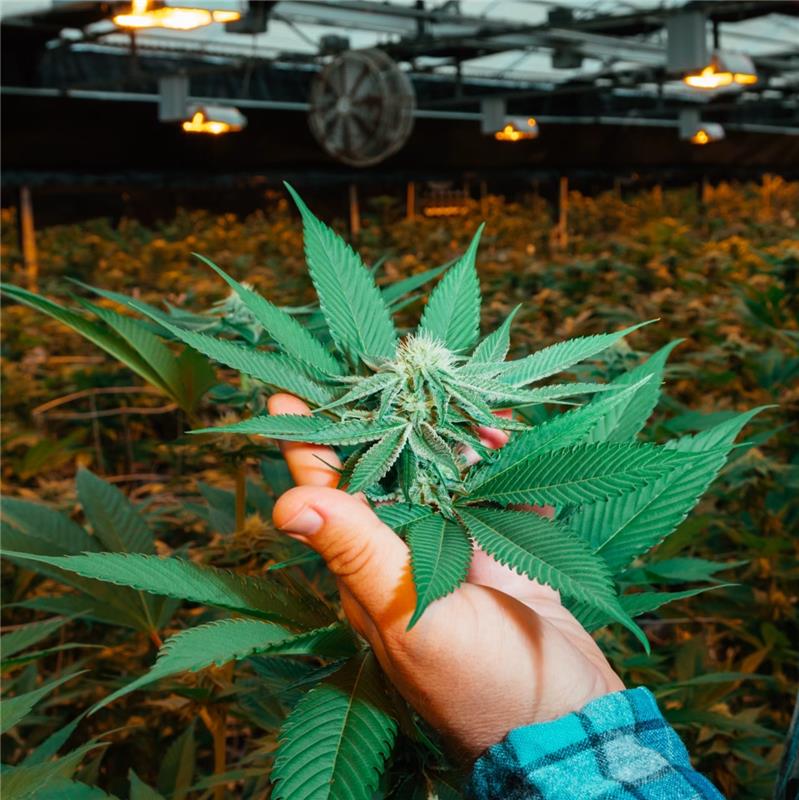 How Medical Cannabis Can Improve Your Health Image